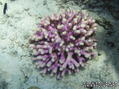 foto de buceo