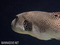 foto de buceo