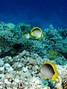 foto de buceo