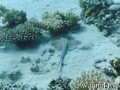 foto de buceo