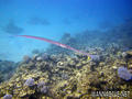 foto de buceo