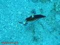 foto de buceo