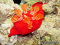 foto de buceo