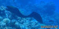 foto de buceo