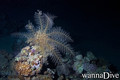 foto de buceo