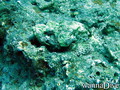 foto de buceo