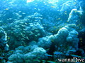 foto de buceo