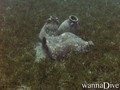 foto de buceo