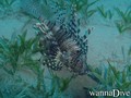 foto de buceo