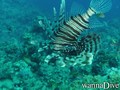 foto de buceo