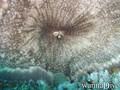 foto de buceo