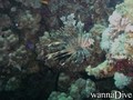 foto de buceo