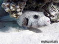 foto de buceo