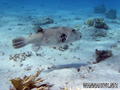 foto de buceo