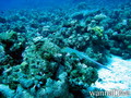 foto de buceo