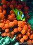 foto de buceo