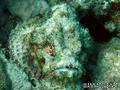 foto de buceo