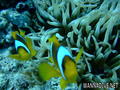 foto de buceo