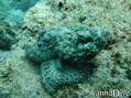 foto de buceo