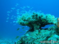 foto de buceo