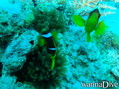 foto de buceo