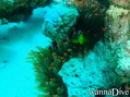foto de buceo