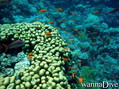 foto de buceo
