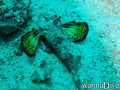 foto de buceo