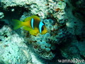 foto de buceo