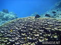 foto de buceo