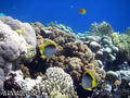 foto de buceo