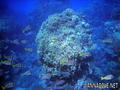foto de buceo