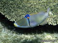 foto de buceo
