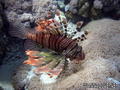 foto de buceo