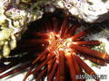 foto de buceo