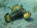 foto de buceo