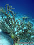 foto de buceo