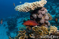 foto de buceo