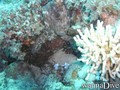 foto de buceo