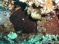 foto de buceo