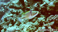 foto de buceo
