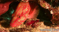 foto de buceo