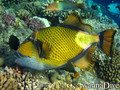 foto de buceo