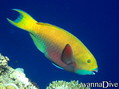 foto de buceo