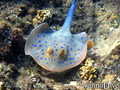 foto de buceo