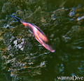 foto de buceo