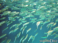 foto de buceo