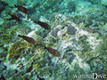 foto de buceo