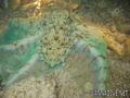 foto de buceo