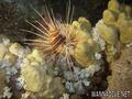 foto de buceo